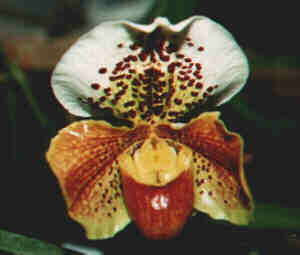 Paphiopedilum ibrido