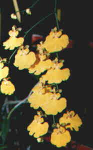 Oncidium varicosum var. rogersii