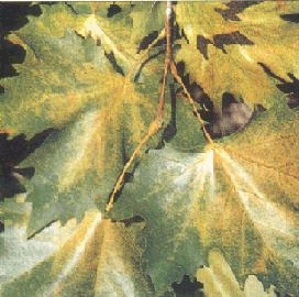 Foglie di platano colpite da tingide (Corythuca ciliata)