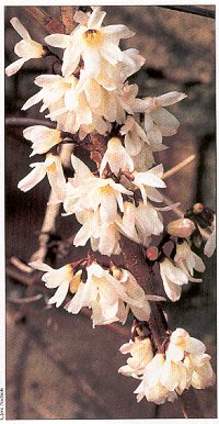 Abeliophyllum distichum bianco