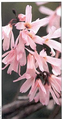 Abeliophyllum distichum rosa