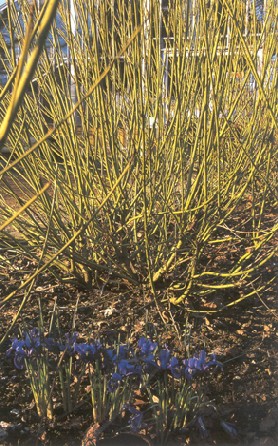 Cornus stol. flaviramea e Iiris reticulata