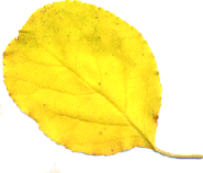 gold leaf 5 (8k)