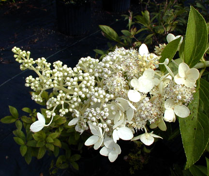 H. paniculata floribunda