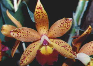 xLaeliocattleya Jungle Elf (ibrido)
