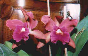 xLaeliocattleya Minnesodo MYAS (ibrido)