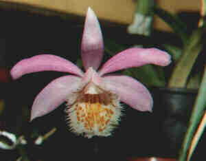 Pleione formosana