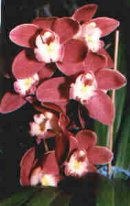 Cymbidium ibrido