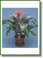 Aechmea Fasciata