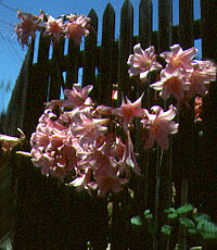 Amaryllis Belladonna