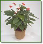 Anthurium Wild Beauty