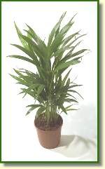 Areca
