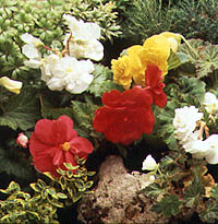 Begonia