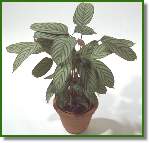 Calathea Oppenheimia