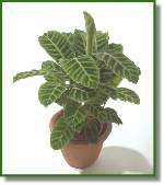 Calathea Zebrina
