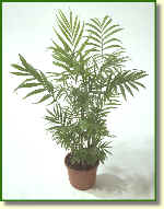 Chamaedorea