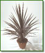 Cordyline Red Star 