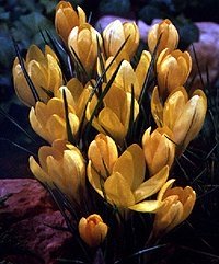 Crocus Golden Yellow