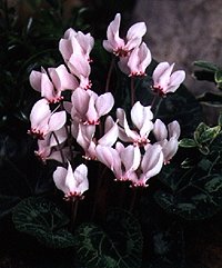 Ciclamino