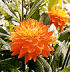 Dalia