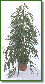 ficus alii