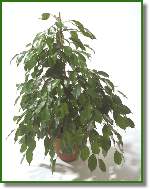 ficus exotica