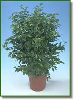 Ficus Minilucii