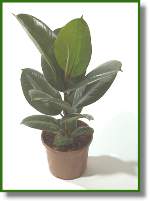 ficus robusta