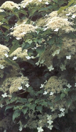 HYDRANGEA PETIOLARIS