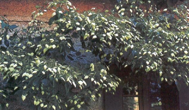 SCHIZOPHRAGMA HYDRANGEOIDES