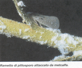 Metcalfa adulto
