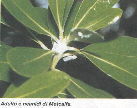 Metcalfa adulto e neanidi