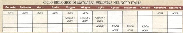Il ciclo biologico della Metcalfa