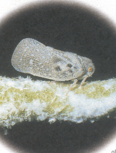 Metcalfa pruinosa