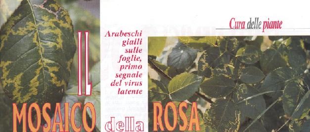 MOSAICO DELLA ROSA