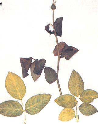 FOTO6