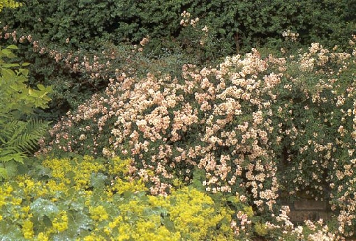 Rosa Nozomi
