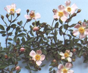 Particolare di rosa Nozomi