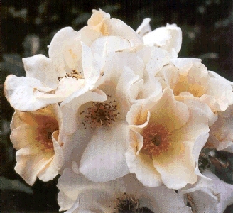Particolare di una rosa Sally Holmes