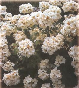 Rosa Sally Holmes