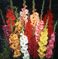 Gladioli