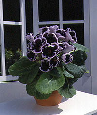 Gloxinia Kaisa Wilhelm