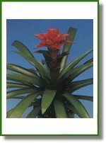 Guzmania Claret