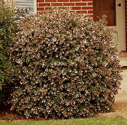 abelia.jpg - 73805 Bytes