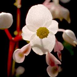 begonia_grandis_alba.jpg - 7941 Bytes