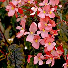 begonia_richmondensis.jpg - 16094 Bytes