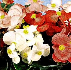 begonia_semperflorens.jpg - 17332 Bytes
