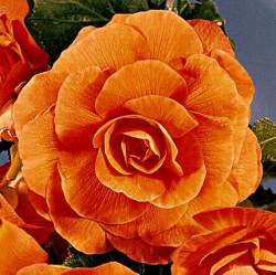 begonia_tuberhybrida_camellia.jpg - 14010 Bytes