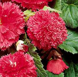 begonia_tuberhybrida_fimbriata.jpg - 17980 Bytes