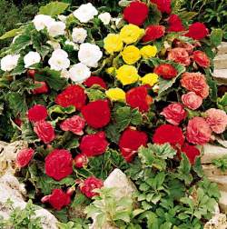 begonia_tuberhybrida_nonstop.jpg - 20630 Bytes